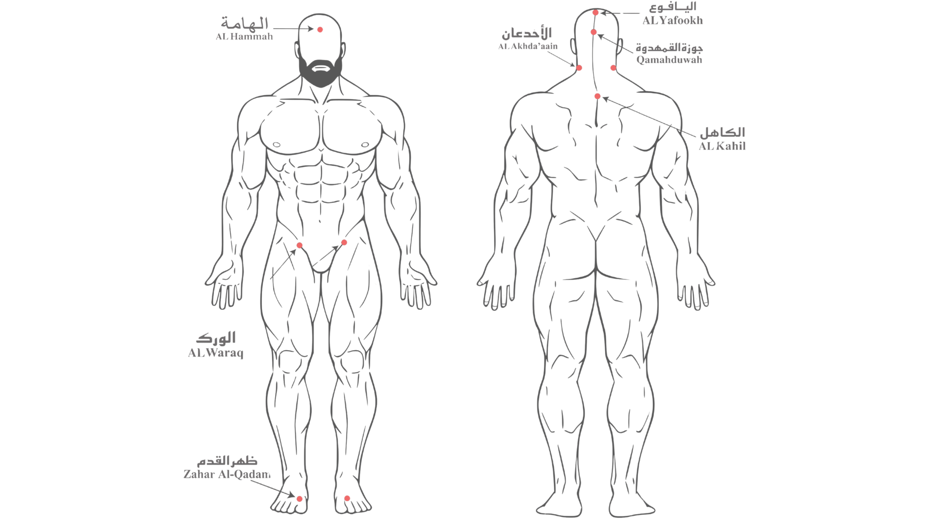 Diagramme des points de Hijama Sunnah